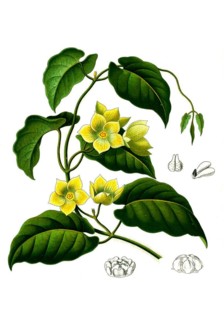Medicinal plant