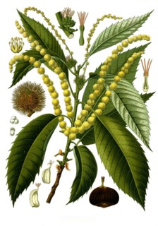Medicinal plant vesea
