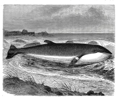 Minke whale