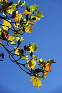 Tulip tree