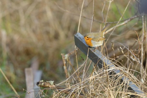 European robin