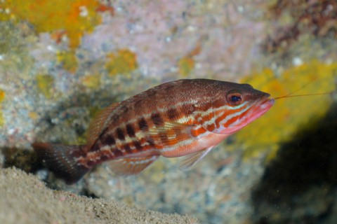 Comber