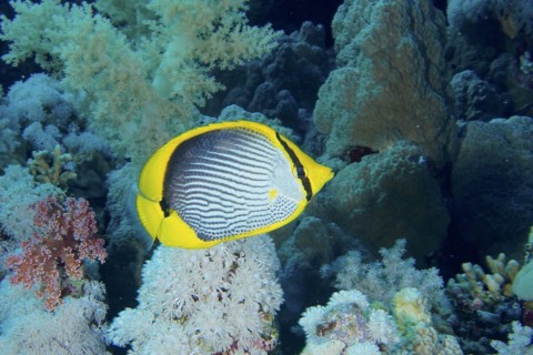 Blackback butterflyfish
