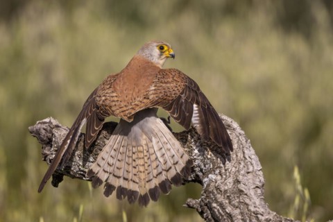 Lesser kestrel