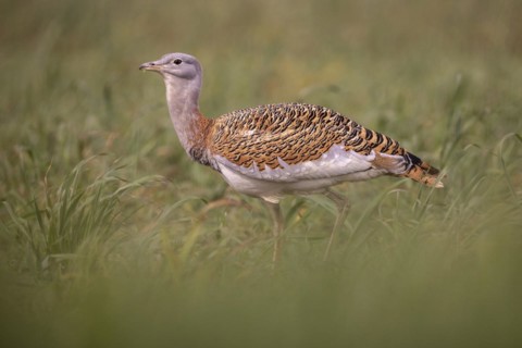 Great bustard
