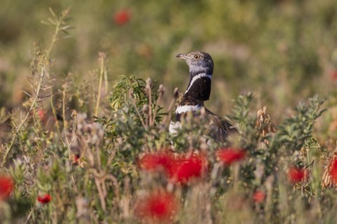 Little Bustard