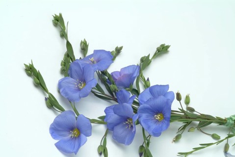 Medicinal plant Linseed