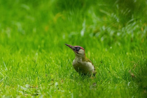 European green woodpecker