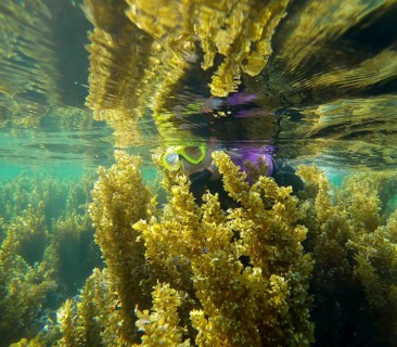 Woman snorkeler swims through dense thickets of Seaweed Brown