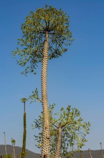 Madagascar spiny forests