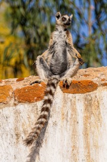 Ring-tailed Lemur