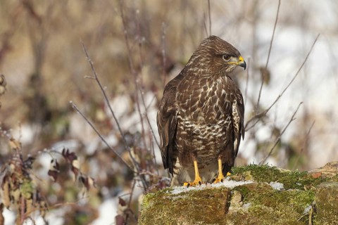 Common steppe buzzard