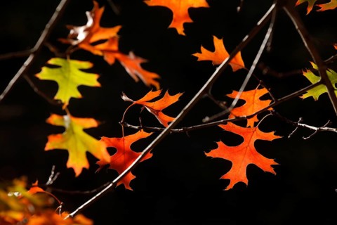 Smooth japanese maple