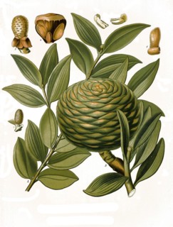 Medicinal plant