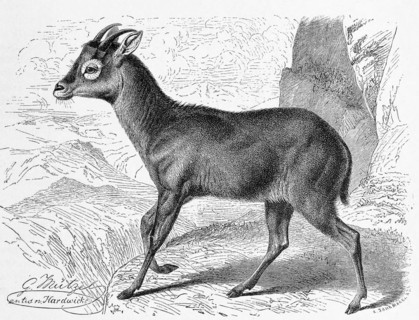 Himalayan goral
