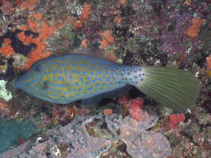 Scrawled filefish
