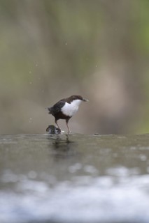 White-breasted dipper