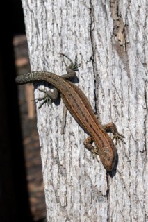Viviparous lizard