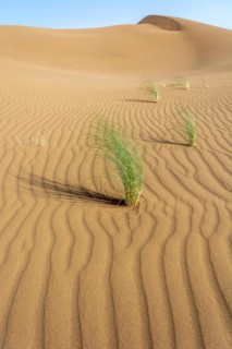Drinn grass