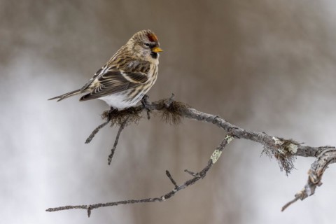 Arctic Redpoll