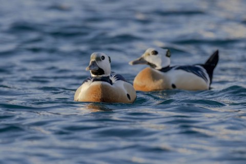 Stellers eider