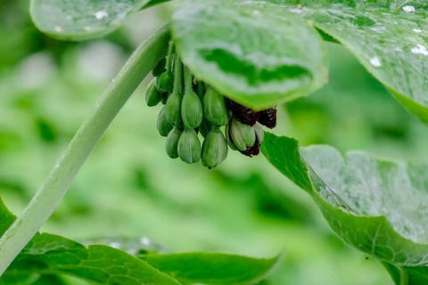 Dysosma mayapple