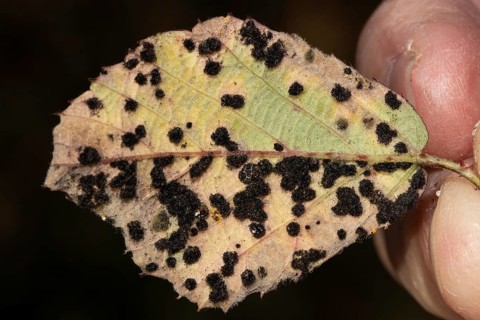 Thin-walled blackberry rust Leaf with many dark leaf spots next to each other