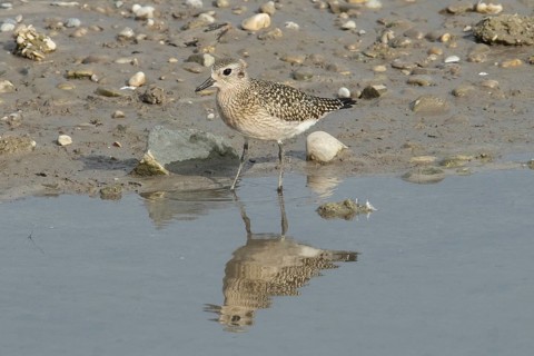 Little Ringed Plover with reflection standing at water's edge looking left