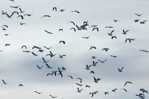Nature