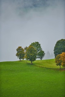Norway maple