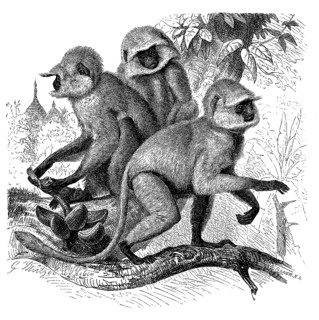 Bengal northern plains gray langur