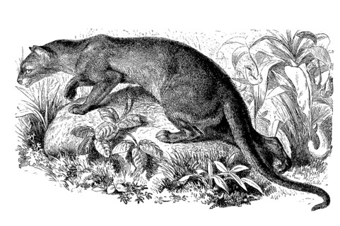 Fossa