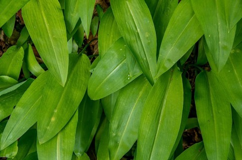 Close-up of bar leek