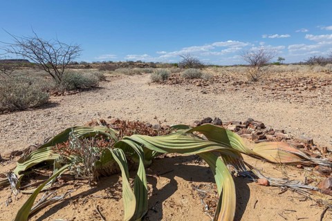 Welwitschia