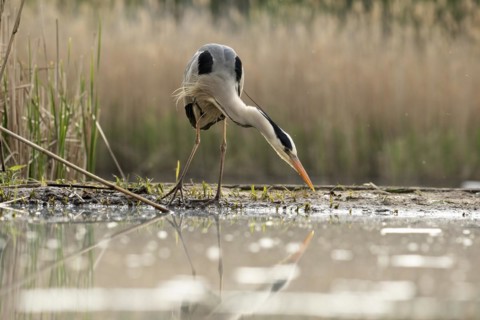 Grey heron