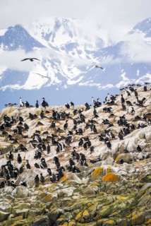 A rocky island full of cormorants in the Beagle Channel