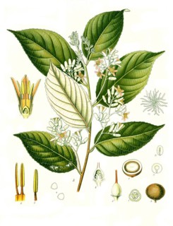 Medicinal plant