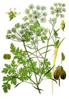 Medicinal plant