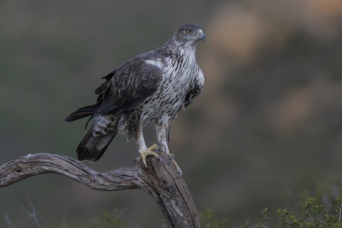 Bonellis eagle