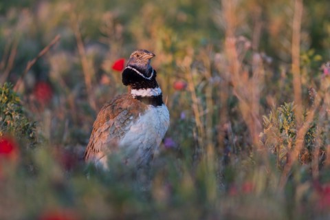 Little Bustard