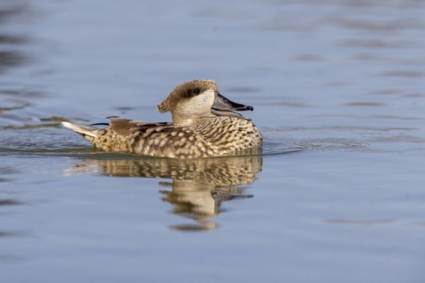 Marbled Duck