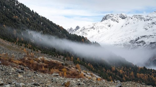 Autumn larch forest in Val Morteratsch