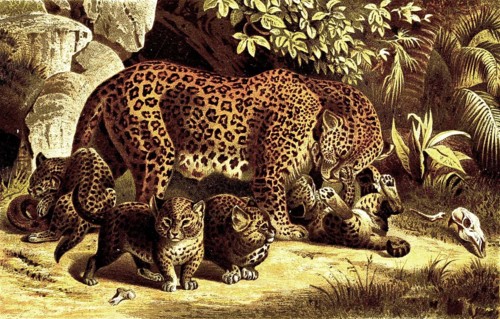 Leopard