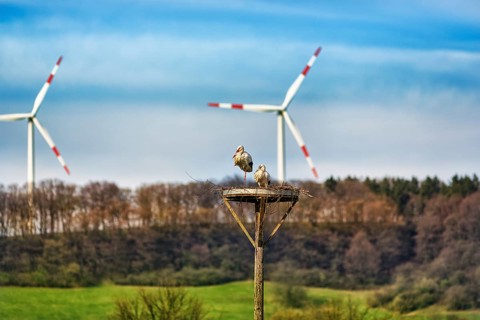 White storks