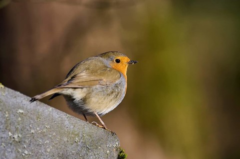 European robin