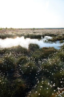 Hare's-tail cottongrass