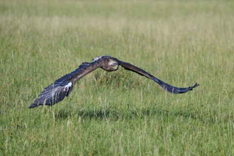 Steppe Eagle