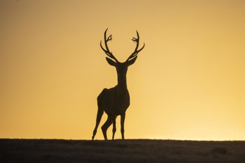 Red deer