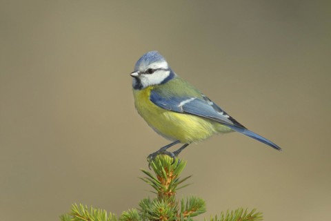 Blue tit