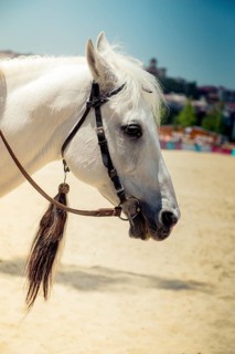 Portrait of a horse head with long mane and partial harness